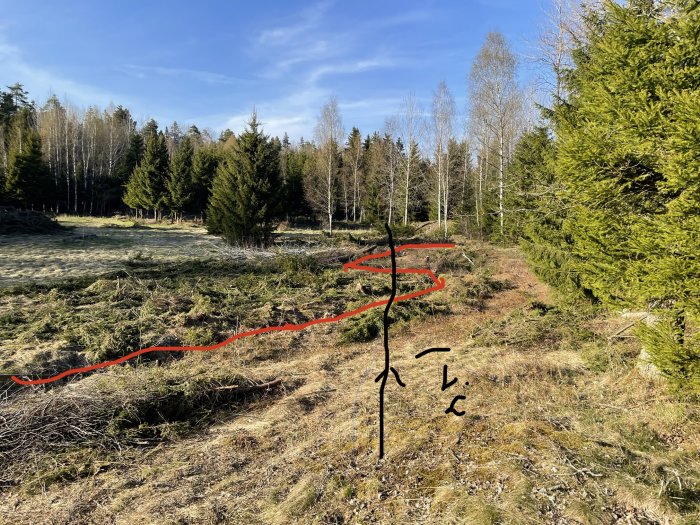 Skogsmark med röd markering, barrträd, soligt väder, skogsbryn i bakgrunden, klart himmel.