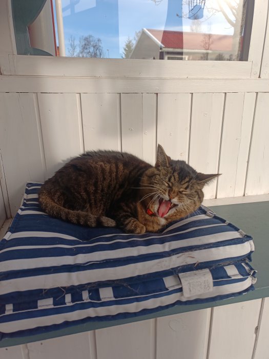 En randig kudde på veranda, katt gabbar i solen. Trött eller sträcker sig. Lugna omgivningar, vardagligt.