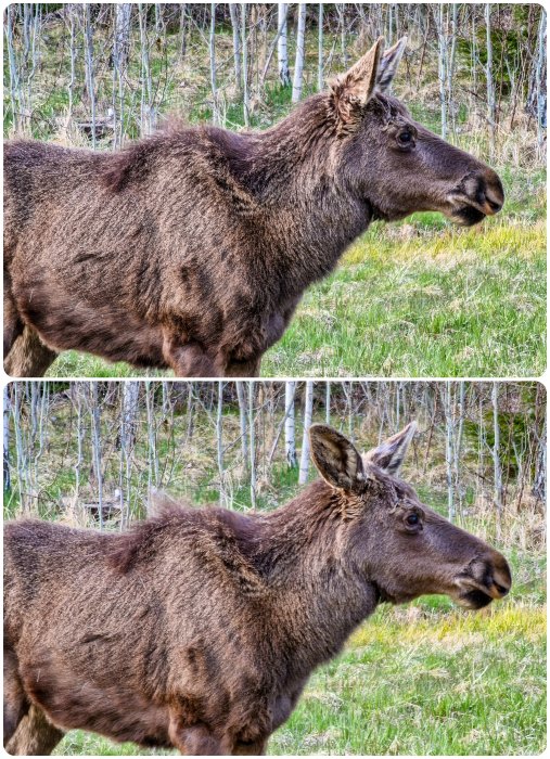 Två bilder på en älg i skogsdunge, grönt gräs, solljus, utan snö.