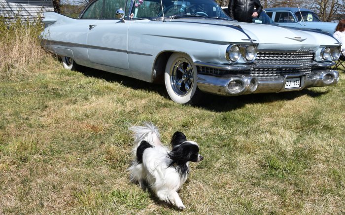 En hund springer på gräs framför en klassisk Cadillac. Soligt väder, utomhusarrangemang. Registreringsskylt synlig.