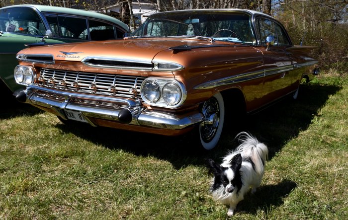 Klassisk Chevrolet, kopparfärg, glansig, vintagebil. Papillonhund i förgrunden. Grönt gräs. Solig dag. Bilutställning, kanske.