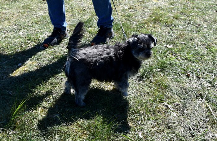 Svartgrå hund på promenad, koppel, ägarens ben, gräs, utomhus, dagtid, skugga på marken.