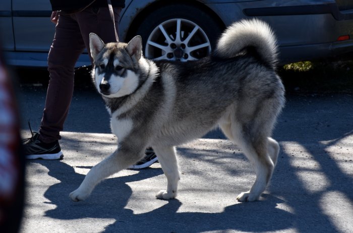 En Alaskan Malamute går på en asfaltsväg bredvid en person och en bil.