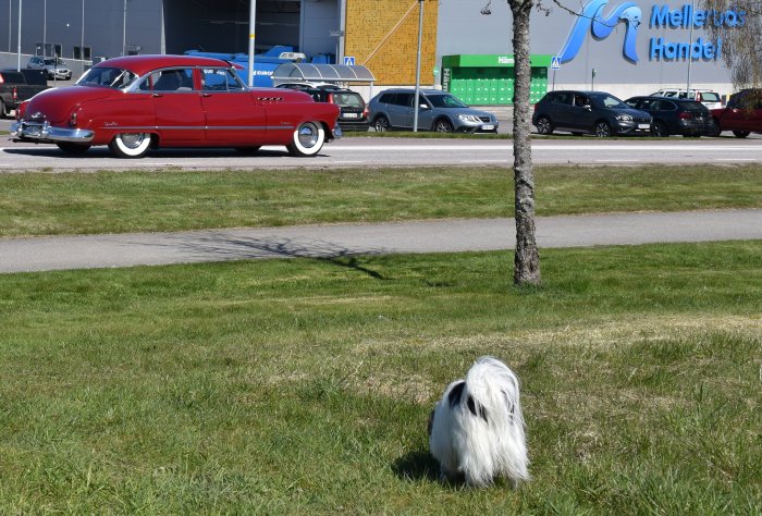 En röd klassisk bil parkerad, en hund i förgrunden, träd och gräsmatta, industri- eller handelsbyggnader i bakgrunden.