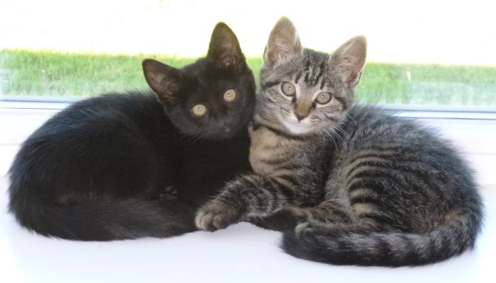 Två kattungar ligger bredvid varandra, en svart och en randig, framför ett fönster.