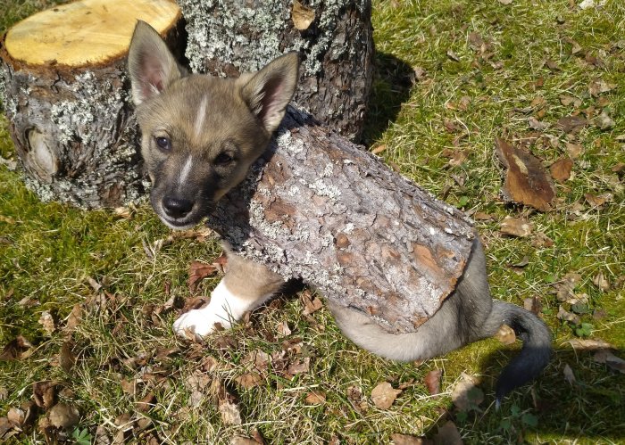 Valp utomhus med barksjal, lutad mot trädstubbe, på en solig dag.