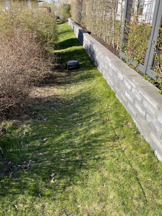 Robotgräsklippare klipper gräset längs en stenmur och häck en solig dag.