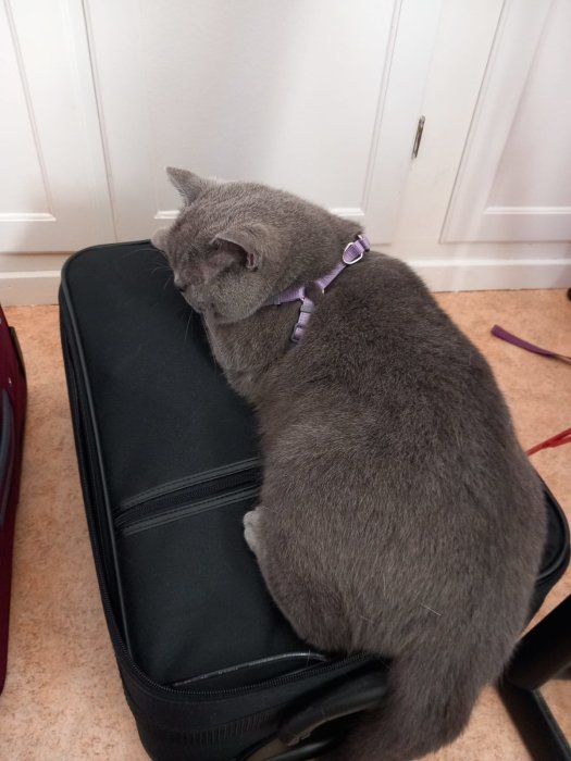 Grå katt med halsband sitter på en svart resväska inomhus, dörr i bakgrunden.