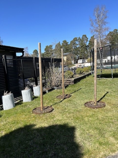 Trädgård med nyplanterade träd, stödpålar, gräsmatta och staket på en solig dag.