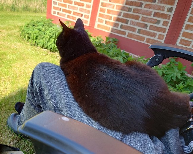 Svart katt ligger på någons ben utomhus nära en tegelvägg och gröna växter.
