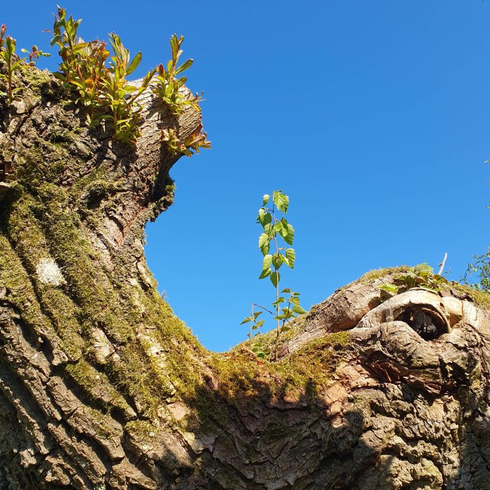 Mossbeklädd trädstam, grön växtlighet, blå himmel, natur, ingen synlig människa, dagtid, naturligt ljus, vertikalt foto.