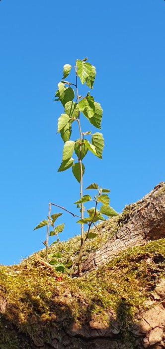 Ung växt sticker ut mot klarblå himmel, växer på mossbeklädd trädstam.