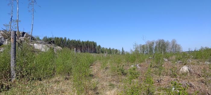 Panoramavy av skogsmark med klippor, unga lövträd, tallar, under blå himmel på våren eller sommaren.