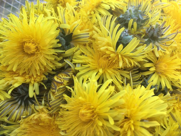 Närbild på en samling gula blommor, troligen maskrosor, med synliga kronblad och stjälkar.