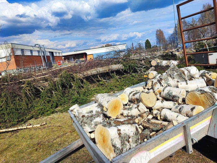 Trädfällning, ved i släp, avverkade björkar, molnig himmel, industribyggnad i bakgrunden.