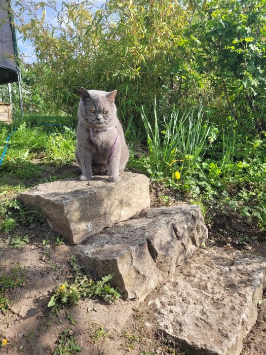 Grå katt sitter på stensteg i en trädgård med grönska och solljus.