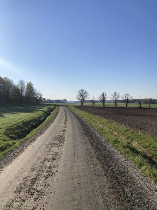 Grusväg genom landskap. Träd. Fält. Blå himmel. Solljus. Lugn, öppen landsvägsutsikt. Ingen synlig bebyggelse.