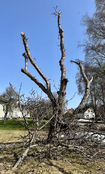 Ett dött träd i förgrunden med blå himmel och några hus i bakgrunden.