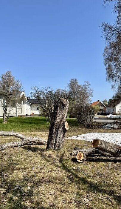 Avverkade träd, stubbe i förgrunden, hus och snörester, klarblå himmel, vårdag.