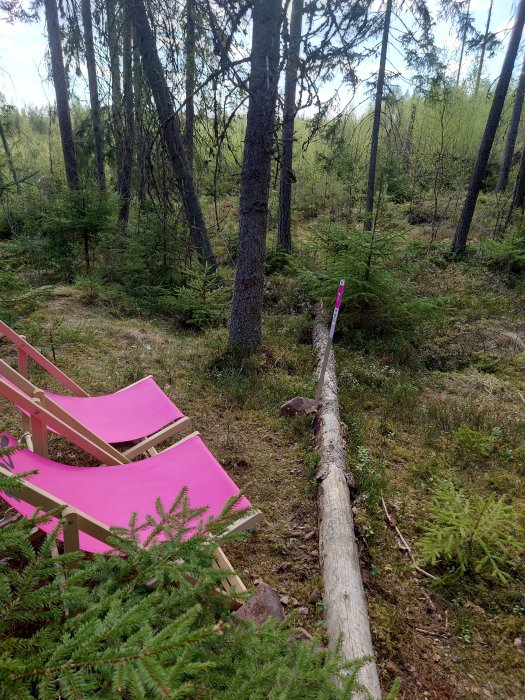 Två rosa solstolar i en grönskande skog, en avslappnande naturmiljö, fritid i det fria.