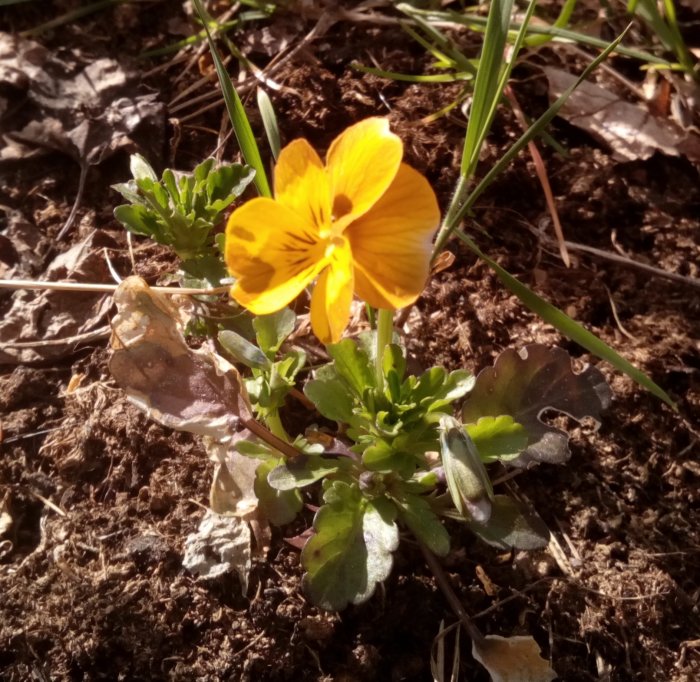 En ensam gul pensé blommar bland torra löv och grönt gräs.