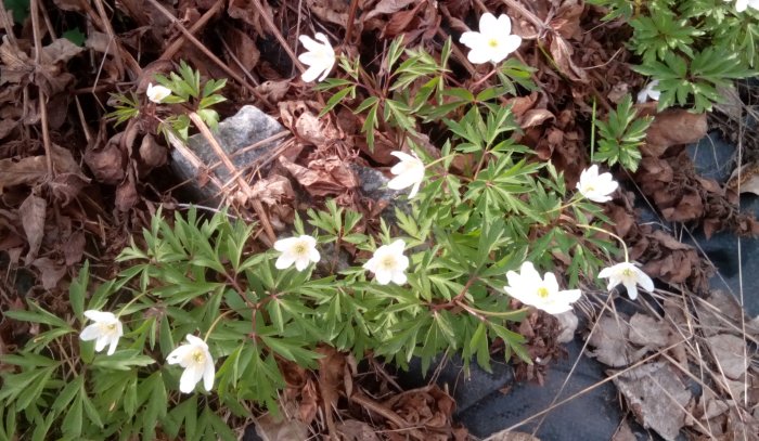 Vita blommor, gröna blad, torra löv, vårens ankomst, naturlig skönhet, friskhet.
