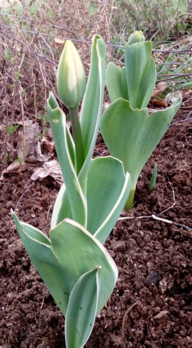 En tulpanknopp med gröna blad i brun jord, torrt gammalt lövverk och gräs i bakgrunden.
