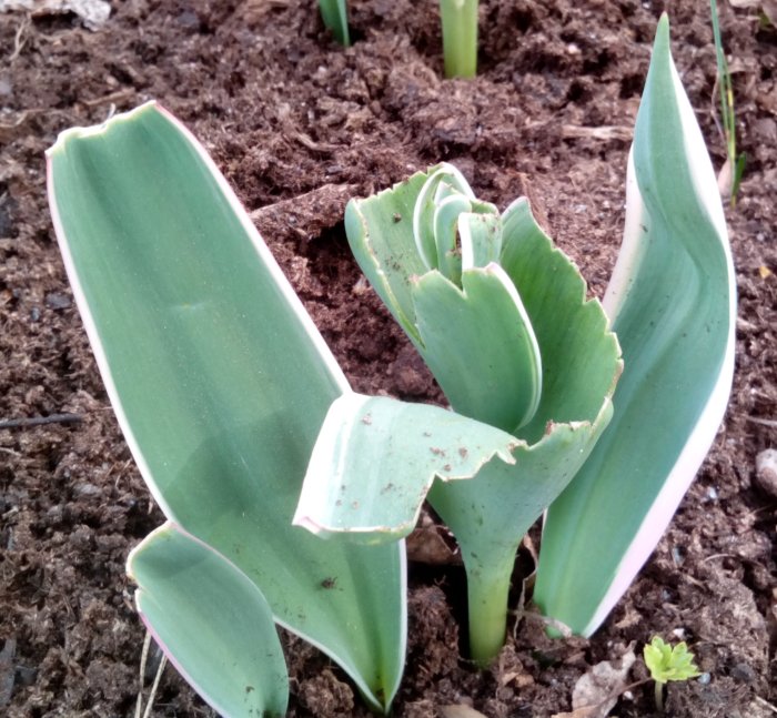 Unga växter växer i jord, gröna blad med skade tecken.