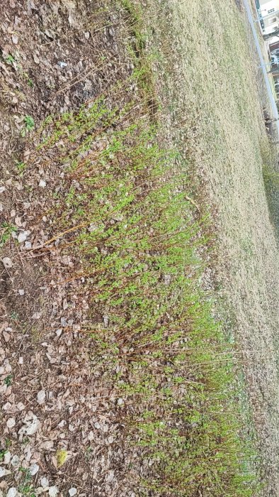 Gräns mellan klippt gräsmatta och naturlig vegetation med löv, stad i bakgrunden.