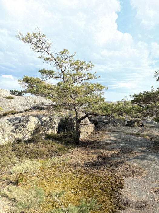 Ensam tall på klippig mark med gräs och mossbeläggningar under en ljus himmel.