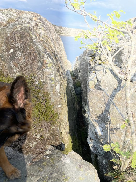 Hundöra i förgrunden, klippor, buskar, en glimt av vatten och molnigt himmel.