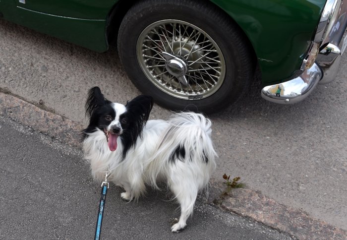 Svartvit hund framför klassisk bil med ekrade hjul på asfalt.