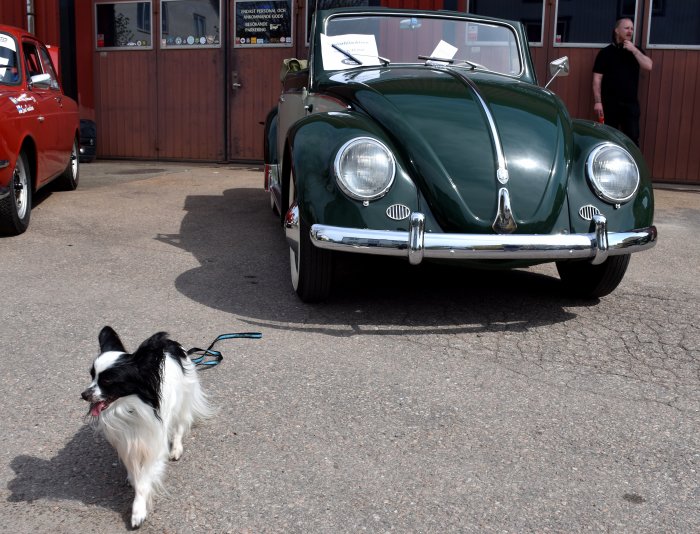 En hund går förbi klassiska bilar, en person i bakgrunden, soligt bilträffsevenemang.