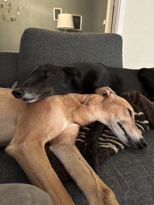 Två greyhoundhundar vilar tillsammans på en soffa i ett hemtrevligt vardagsrum.