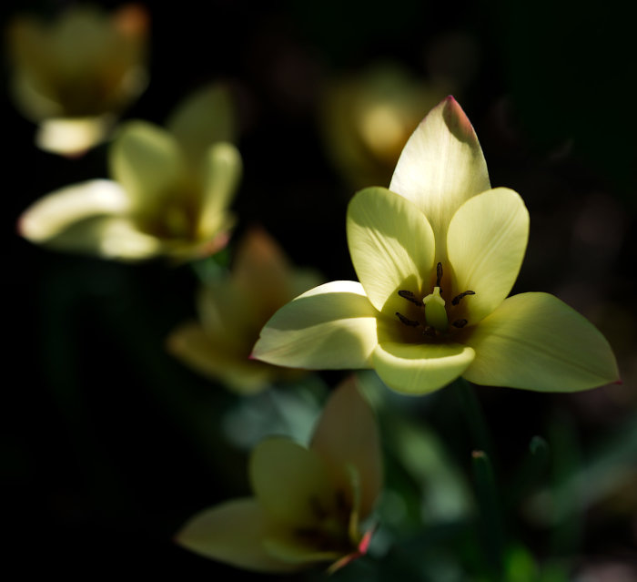 Gul blomma i fokus, suddig bakgrund, naturlig belysning, mörk miljö, fridfullt, detaljer i ståndare och kronblad.