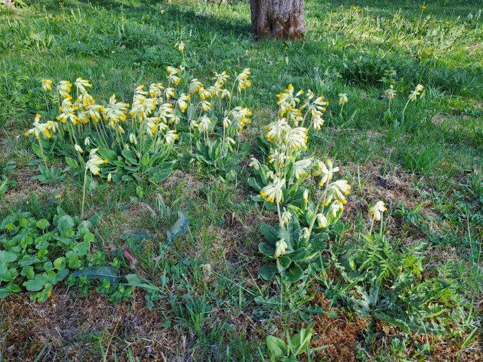 Gulblommande växter i grönt gräs nära träd, vårljus, ojämn mark, vilda blommor, dagsljus.