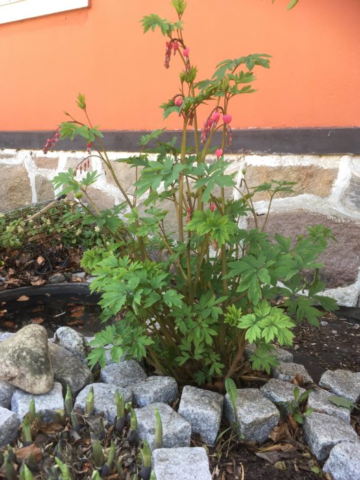 En växt med rosa hängande blommor mot en orange vägg, omgiven av grå stenar och gröna knoppar.