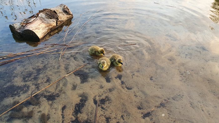 Tre små ankungar simmar i klart vatten nära en trästock och grenar. Natur, djurliv, vår.