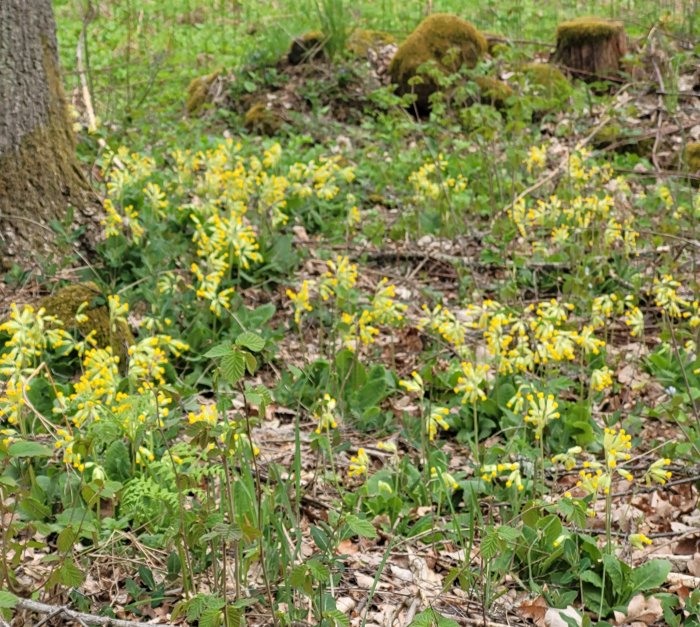 Vårblommor i skog, gula blomklasar, gröna blad, stubbar, naturlig skogsmark.