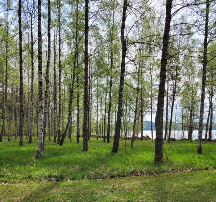 Björkskog vid vatten, grönt gräs, soligt, vår eller sommar, fridfullt, naturskönt.