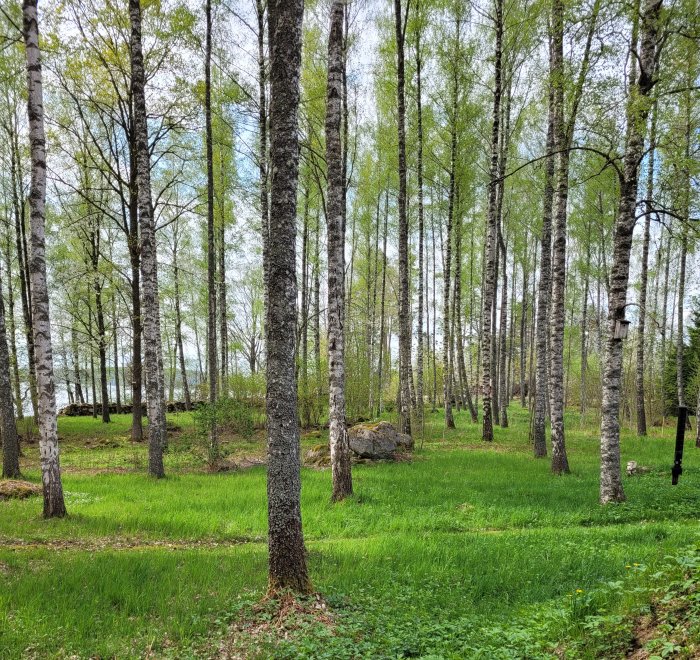 Lummig björkskog, grönt gräs, stenblock, fågelholk, vår eller tidig sommar, dagtid, lugnt och naturskönt landskap.