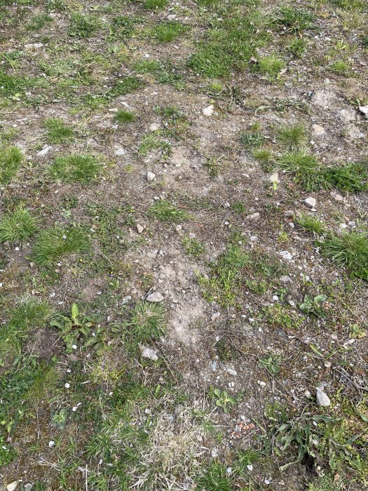 Ojämn gräsbevuxen mark med stenar och jord. Inga tydliga objekt eller aktiviteter synliga.