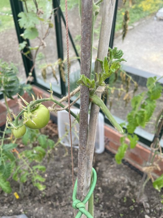 Omoget gröna tomater på gren, bundna till stödpinne, i ett växthus.