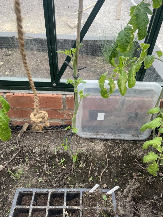 Tomatplantor i växthus med plastlåda, krukor, jord, rep, tegelvägg och metallstänger.