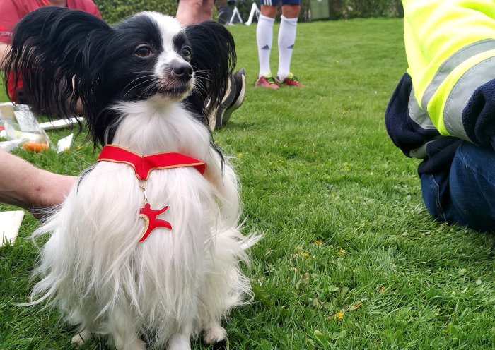 Liten hund med rött halsband och berlock, gräsmatta, människor bakgrund, utomhus samlingsaktivitet.