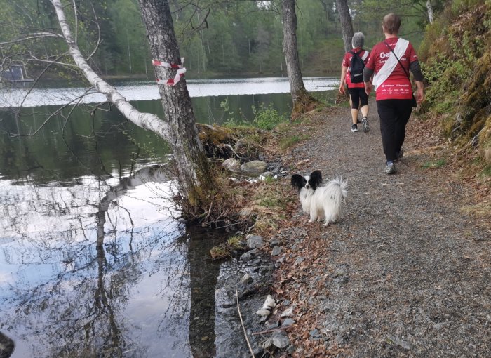 Två personer och en hund går nära en skogssjö. Reflektioner av träd i vattnet. Lugn naturstig.