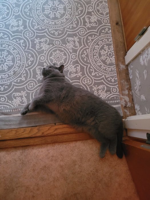Grå katt slappar på golvet nära dörrtröskeln, mönstrad matta, trä och beige heltäckningsmatta.