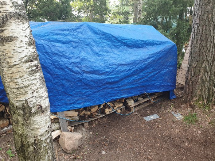 Presenning täcker vedtrave i skog, flankerad av björk och tall.