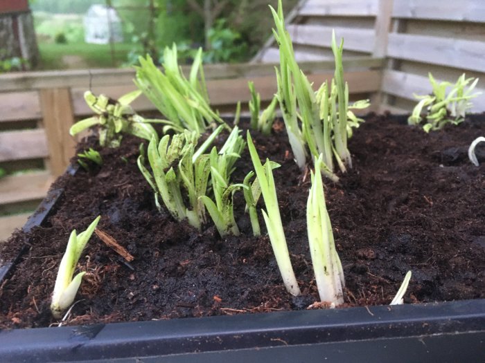 Hostaplantor växer i en planteringslåda utomhus, mot en träbakgrund, i skymningsljus.