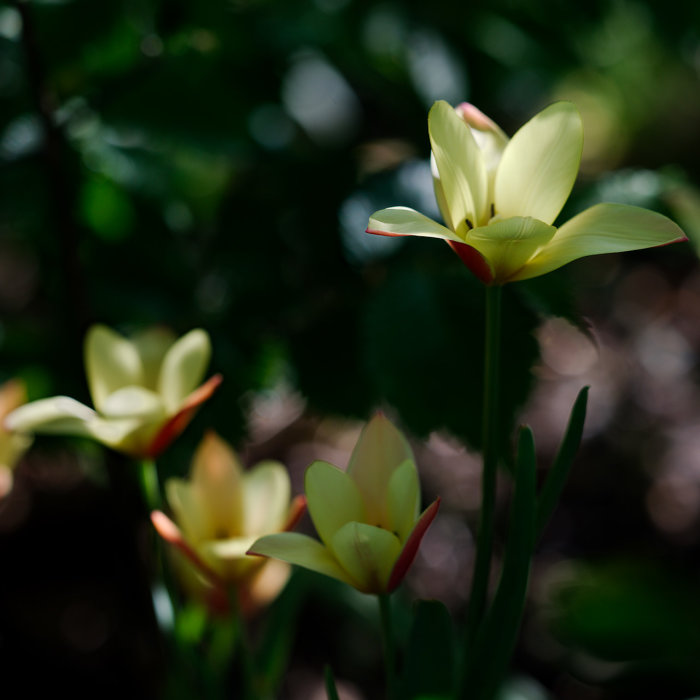 Gula tulpaner i skarpt ljus, mörk oskarp bakgrund, naturlig skönhet, förgrundens blommor i fokus.